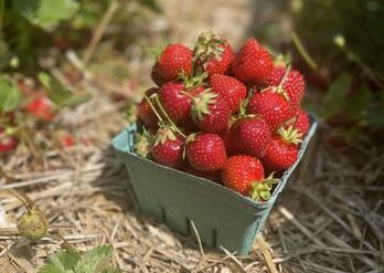 Fruit Picking in Ellicott City Maryland