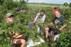 Fruit Picking in Fargo North Dakota