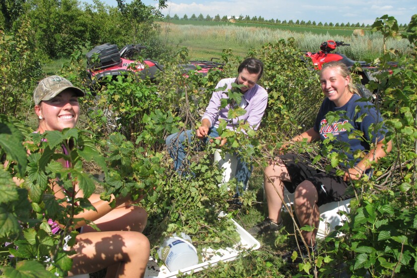 Fruit Picking in Fargo North Dakota