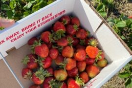 Fruit Picking in Fort Wayne Indiana