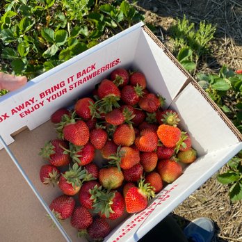 Fruit Picking in Fort Wayne Indiana