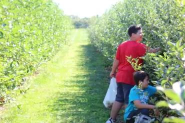 Fruit Picking in Frederick Maryland