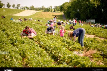 Fruit Picking in Germantown Maryland