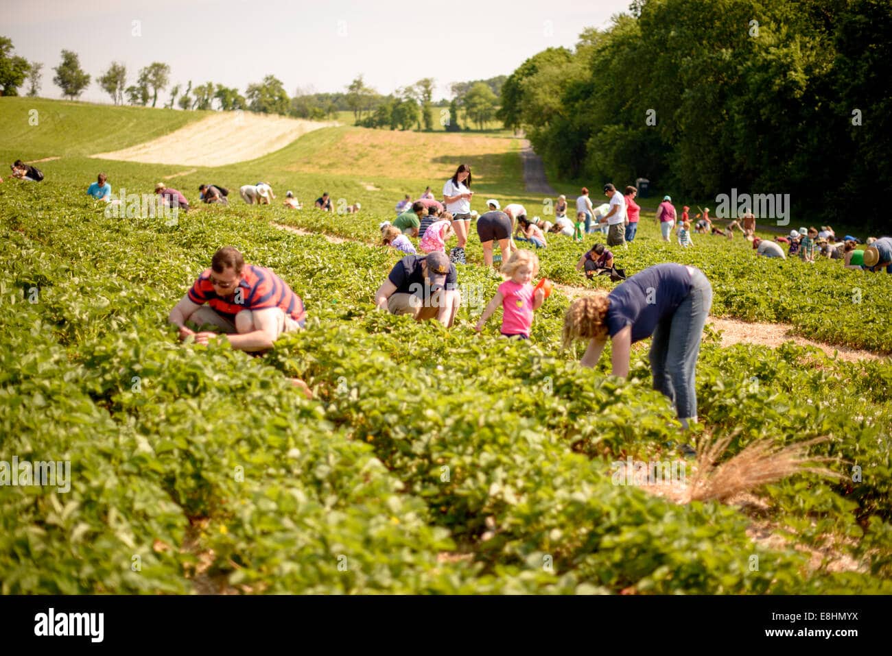 Fruit Picking in Germantown Maryland