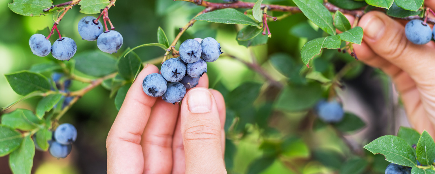 Fruit Picking in Gulfport Mississippi