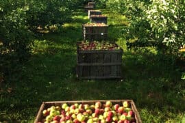 Fruit Picking in Hartford Connecticut