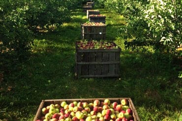 Fruit Picking in Hartford Connecticut