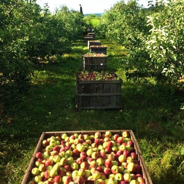 Fruit Picking in Hartford Connecticut