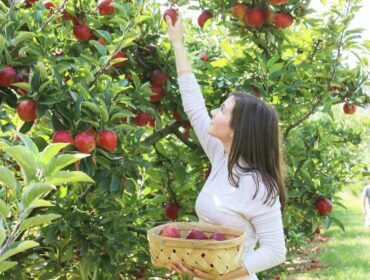 Fruit Picking in Hoover Alabama