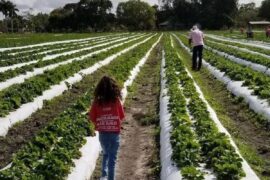 Fruit Picking in Kendall Florida