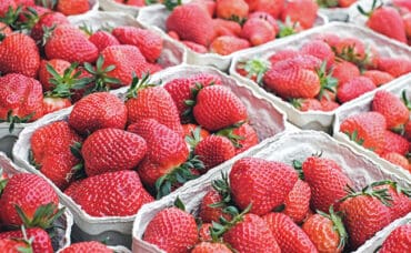 Fruit Picking in Kenner Louisiana