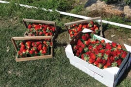 Fruit Picking in Lafayette Louisiana