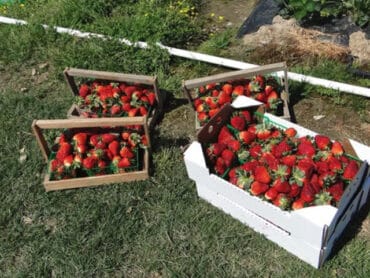 Fruit Picking in Lafayette Louisiana