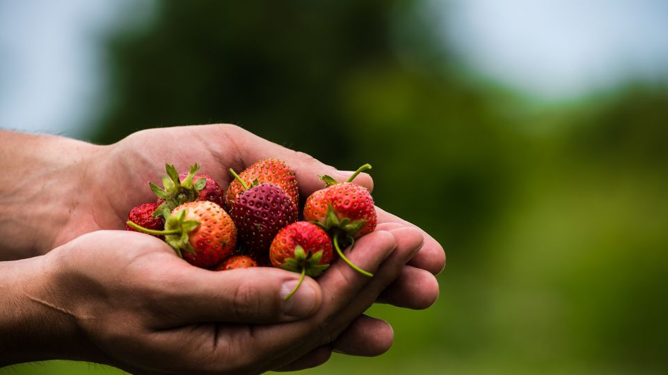 Fruit Picking in Lincoln Nebraska