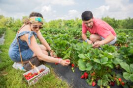 Fruit Picking in Louisville Kentucky