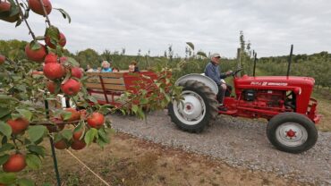 Fruit Picking in Maple Grove Minnesota