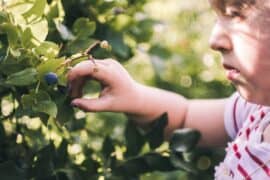 Fruit Picking in Mobile Alabama