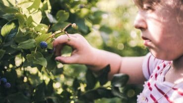 Fruit Picking in Mobile Alabama