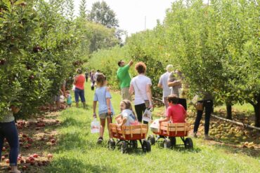 Fruit Picking in Montgomery Alabama