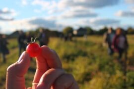 Fruit Picking in Naperville Illinois