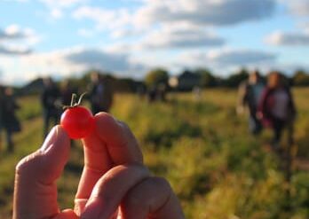 Fruit Picking in Naperville Illinois