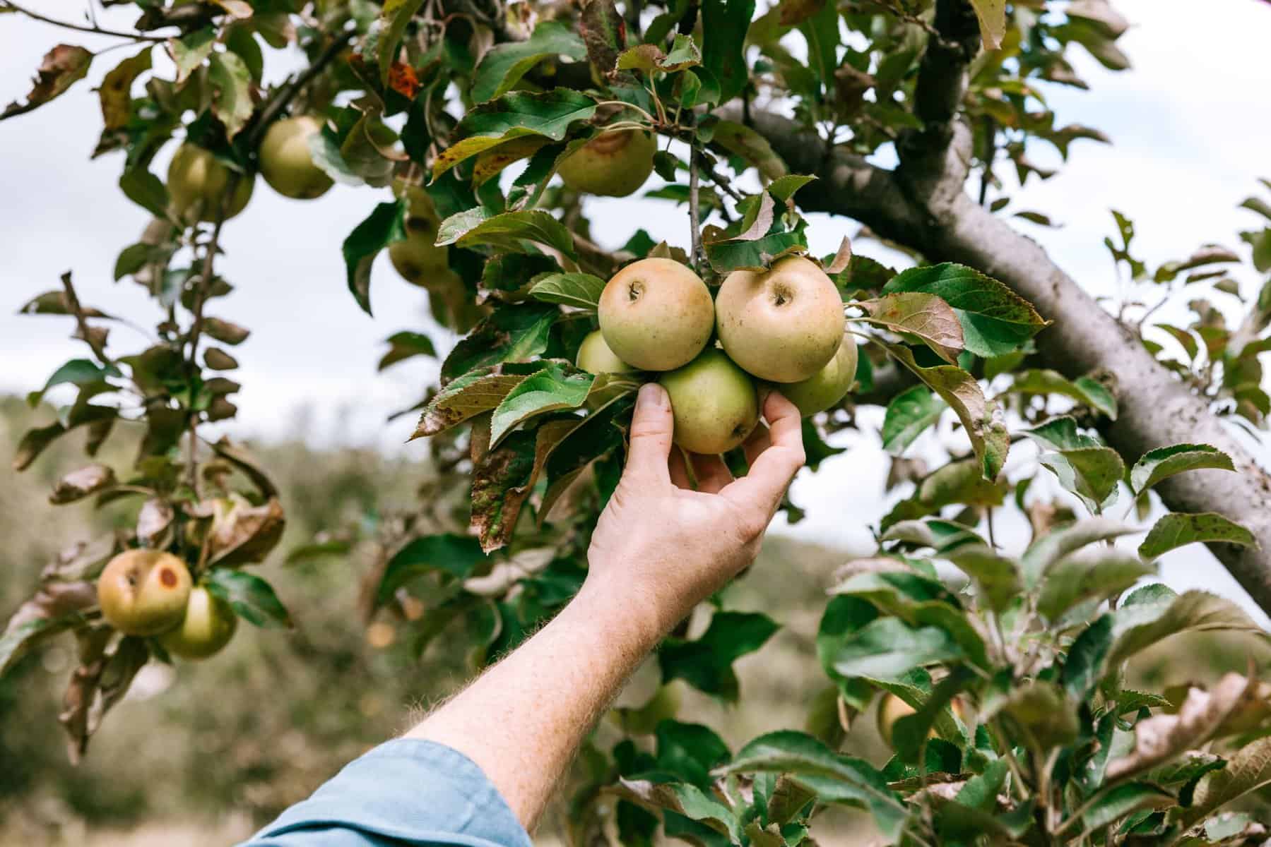 Fruit Picking in Newport News Virginia