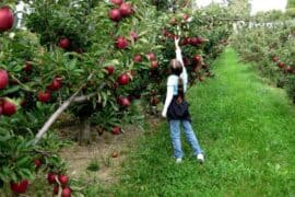 Fruit Picking in Norwalk Connecticut