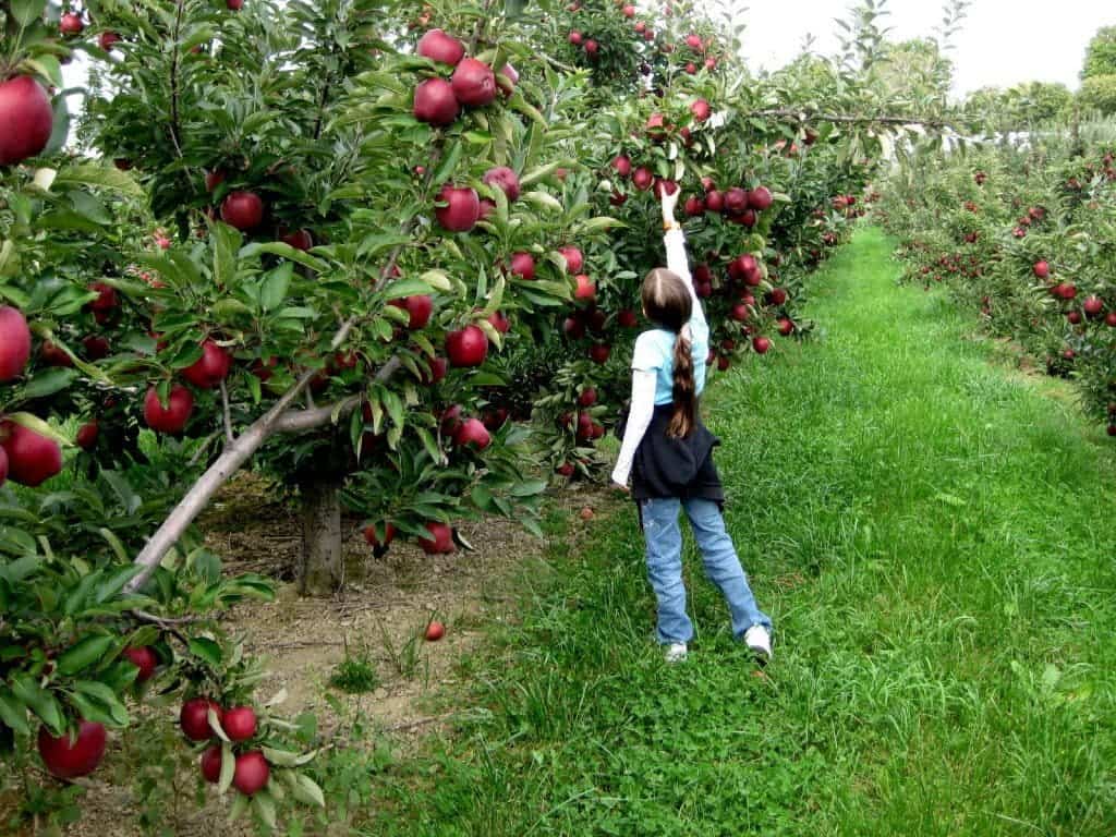 Fruit Picking in Norwalk Connecticut