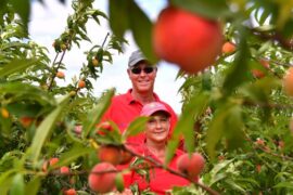 Fruit Picking in Palm Bay Florida