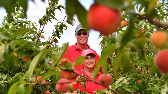 Fruit Picking in Palm Bay Florida