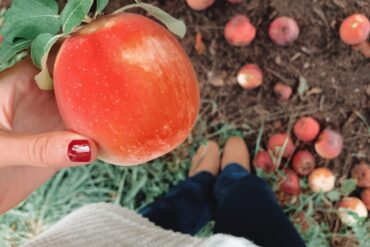 Fruit Picking in Pawtucket Rhode Island