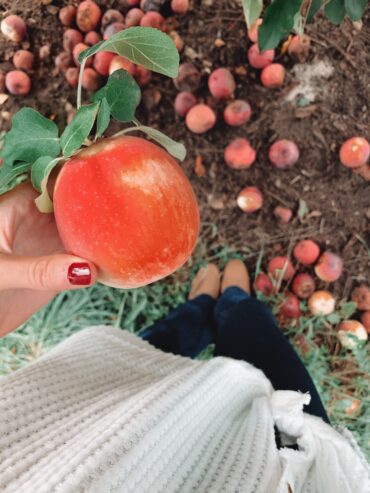 Fruit Picking in Pawtucket Rhode Island