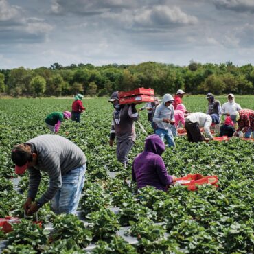 Fruit Picking in Plantation Florida