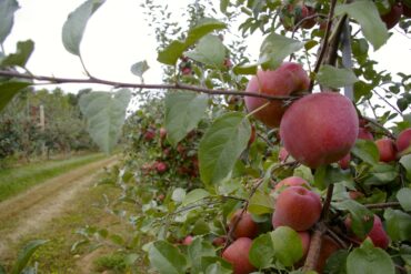 Fruit Picking in Rockford Illinois