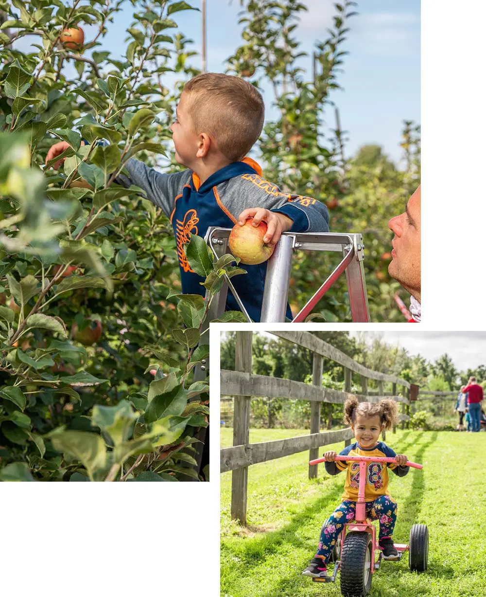 Fruit Picking in Schenectady New York