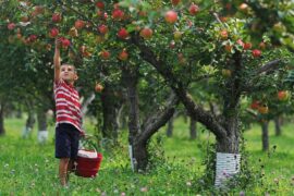 Fruit Picking in Sioux Falls South Dakota