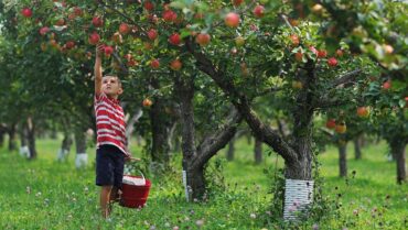 Fruit Picking in Sioux Falls South Dakota