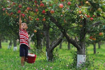 Fruit Picking in Sioux Falls South Dakota