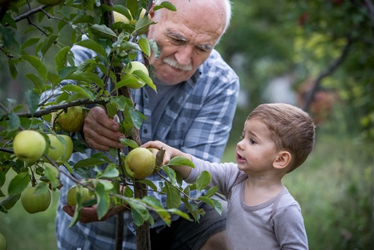 Fruit Picking in Springfield Illinois