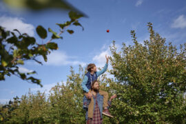 Fruit Picking in St. Paul Minnesota