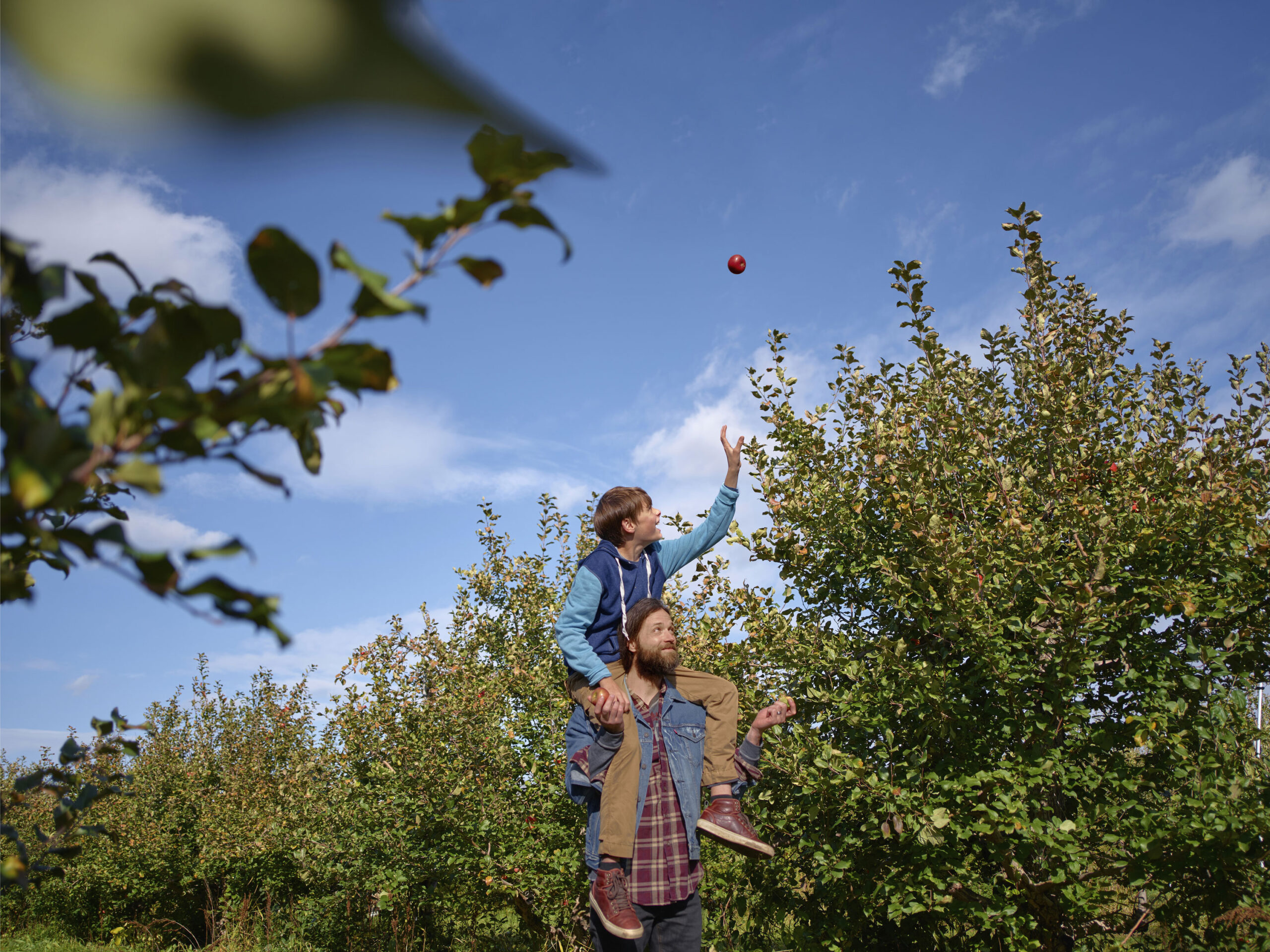 Fruit Picking in St. Paul Minnesota