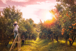 Fruit Picking in Sunrise Florida