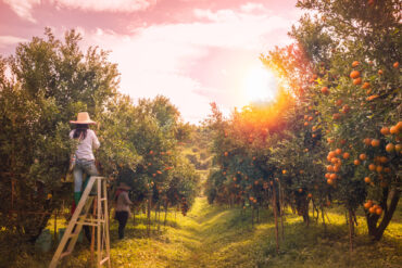 Fruit Picking in Sunrise Florida