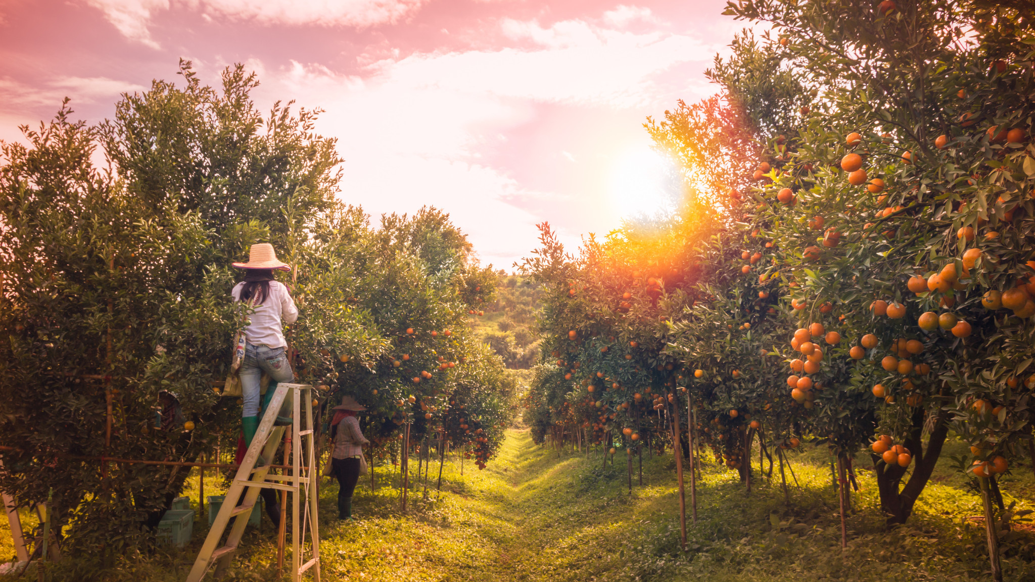 Fruit Picking in Sunrise Florida