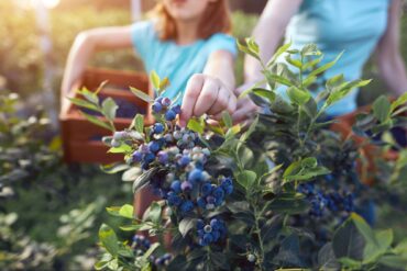 Fruit Picking in Tampa Florida