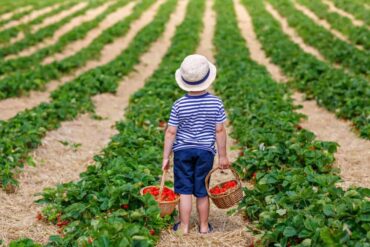 Fruit Picking in Tulsa Oklahoma