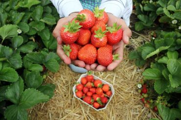 Fruit Picking in Waldorf Maryland