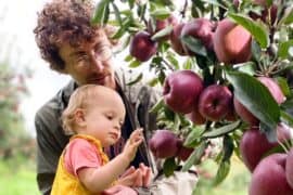 Fruit Picking in Waterbury Connecticut