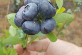 Fruit Picking in Wesley Chapel Florida