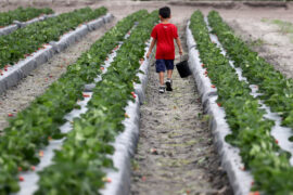 Fruit Picking in Weston Florida